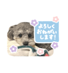 毎日使える♪エメのLINEスタンプ（個別スタンプ：2）