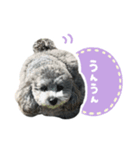 毎日使える♪エメのLINEスタンプ（個別スタンプ：3）