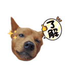 柴犬こむぎ＆美濃柴犬こはる（個別スタンプ：3）