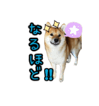 柴すずスタンぷぅ2（個別スタンプ：3）
