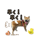 柴すずスタンぷぅ2（個別スタンプ：8）