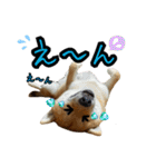 柴すずスタンぷぅ2（個別スタンプ：12）