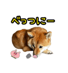 柴すずスタンぷぅ2（個別スタンプ：13）