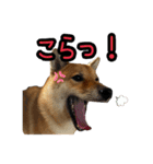 柴すずスタンぷぅ2（個別スタンプ：15）