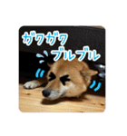 柴すずスタンぷぅ2（個別スタンプ：16）