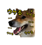 柴すずスタンぷぅ2（個別スタンプ：17）