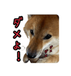 柴すずスタンぷぅ2（個別スタンプ：19）