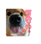 柴すずスタンぷぅ2（個別スタンプ：20）