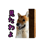 柴すずスタンぷぅ2（個別スタンプ：23）