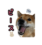 柴すずスタンぷぅ2（個別スタンプ：32）