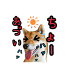 柴すずスタンぷぅ2（個別スタンプ：40）