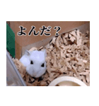 たまちゃんは忙しいです（個別スタンプ：14）