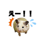 キンクマゆずぴのスタンプ（個別スタンプ：3）