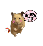 キンクマゆずぴのスタンプ（個別スタンプ：5）