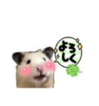 キンクマゆずぴのスタンプ（個別スタンプ：6）
