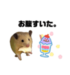 キンクマゆずぴのスタンプ（個別スタンプ：14）
