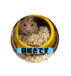 キンクマゆずぴのスタンプ（個別スタンプ：15）