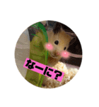 キンクマゆずぴのスタンプ（個別スタンプ：16）