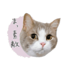 #054 福太郎 ＊asachi（個別スタンプ：11）