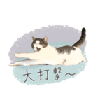 #054 福太郎 ＊asachi（個別スタンプ：12）