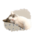 #054 福太郎 ＊asachi（個別スタンプ：14）