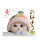 メロン帽が可愛い 気遣いスコティッシュ猫（個別スタンプ：1）