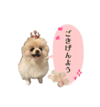 お嬢様言葉ポメラニアン（個別スタンプ：1）