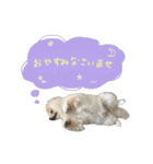 お嬢様言葉ポメラニアン（個別スタンプ：2）