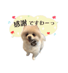 お嬢様言葉ポメラニアン（個別スタンプ：3）