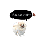 お嬢様言葉ポメラニアン（個別スタンプ：4）