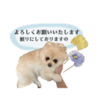 お嬢様言葉ポメラニアン（個別スタンプ：7）