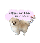 お嬢様言葉ポメラニアン（個別スタンプ：8）