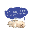 お嬢様言葉ポメラニアン（個別スタンプ：9）