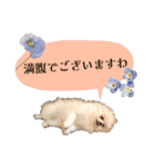 お嬢様言葉ポメラニアン（個別スタンプ：10）