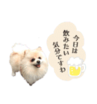 お嬢様言葉ポメラニアン（個別スタンプ：13）