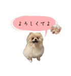 お嬢様言葉ポメラニアン（個別スタンプ：16）