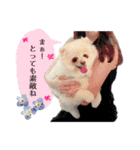 お嬢様言葉ポメラニアン（個別スタンプ：17）