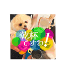 お嬢様言葉ポメラニアン（個別スタンプ：18）