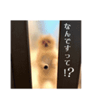 お嬢様言葉ポメラニアン（個別スタンプ：19）