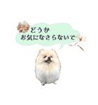 お嬢様言葉ポメラニアン（個別スタンプ：20）