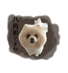 お嬢様言葉ポメラニアン（個別スタンプ：21）