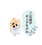 お嬢様言葉ポメラニアン（個別スタンプ：22）
