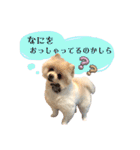 お嬢様言葉ポメラニアン（個別スタンプ：24）