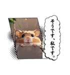 どうぶつたちの可愛いこえ。（個別スタンプ：11）