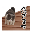 もふもふ猫の日常に寄り添う楽しいスタンプ（個別スタンプ：29）