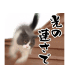 もふもふ猫の日常に寄り添う楽しいスタンプ（個別スタンプ：30）