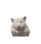 キンクマハムスター あほ（個別スタンプ：15）