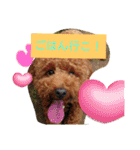 マギちゃんちの ちょび太（個別スタンプ：1）