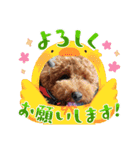 マギちゃんちの ちょび太（個別スタンプ：5）