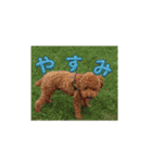マギちゃんちの ちょび太（個別スタンプ：6）